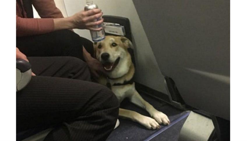 Emotional Support Animals Emotional Support Animals